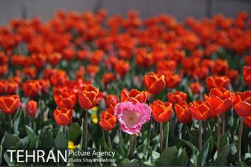 رویش گل های لاله در بوستان گفتگو 15