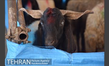 آماده سازی قربانگاه منطقه ۲۰ ( شهرری )  4