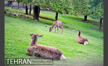 بوستان ملت 32