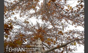 پاییز زیبای منطقه کن 17