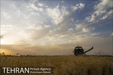 برداشت گندم در مزارع جنوب تهران‎ 1