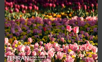 جشنواره لاله‌ها در بوستان زندگی محله هرندی 29