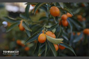 بازار گل محلاتی  45