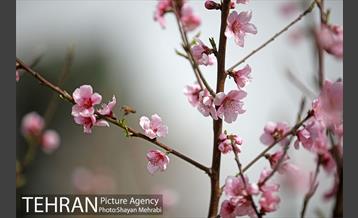بهار در تهران 17