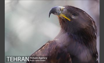 باغ وحش ارم 4