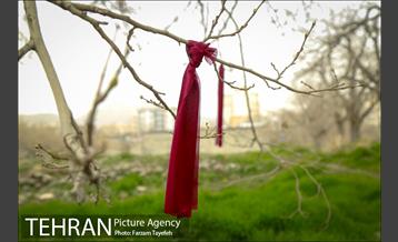 آرایش درختان کهنسال توت در محله کن 5