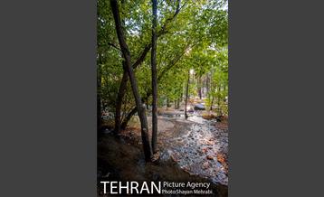 بوستان جنگلی چیتگر 41