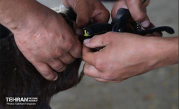 مرکز عرضه دام بهداشتی به مناسبت عید قربان 28