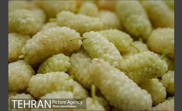 سومین دوره جشنواره توت کن 4