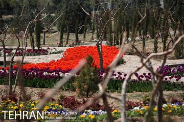 باغ گل لاله های ایرانی در بوستان آبشار تهران‎ 17