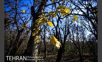 کوچه باغ های محله کن 51