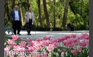 لاله های بهاری پارک شهر 23