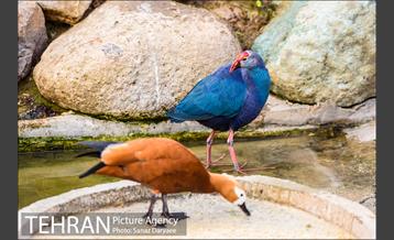 باغ پرندگان 5