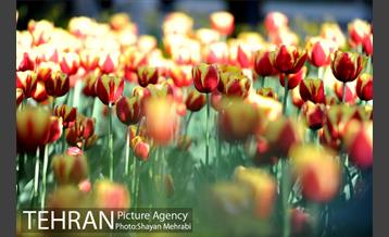 رویش گل های لاله در باغ ایرانی 10