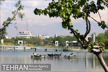حضور پرندگان مهاجر در تهران 4