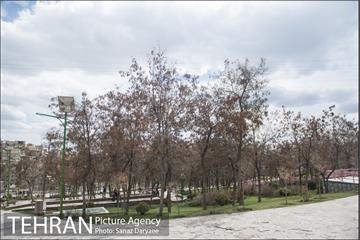 بوستان گلاب‌دره 19