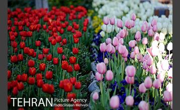 رویش گل های لاله در باغ ایرانی 40