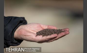 تولید کود کمپوست در پارک جنگلی آزادشهر 18