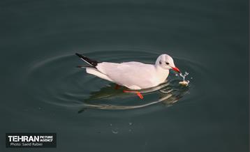 پرندگان مهاجر دریاچه چیتگر 31