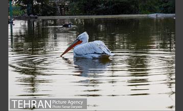 باغ پرندگان 28
