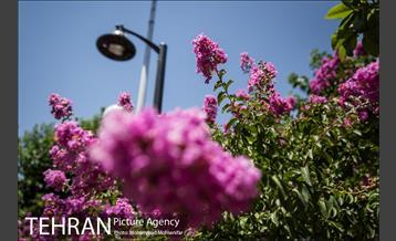 گل های توری 14