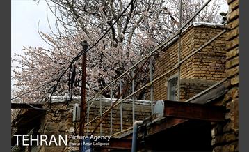 وردیج ، دنیایی از زیبایی 21