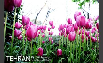 رویش گل های لاله در باغ ایرانی 47