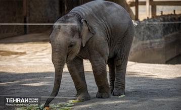 «مایسا» یکساله شد 5