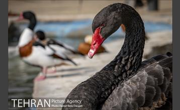 باغ پرندگان فاز دوم 9