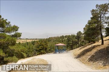 بوستان جنگلی یاس فاطمی 3