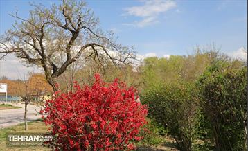 بهار در منطقه 18 13