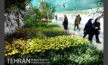پیاده راه لاله مادران 21