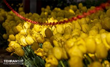 لاله های باغ ایرانی 13