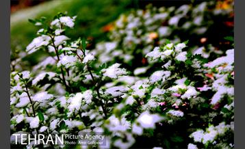 بارش پاییزی برف در ارتفاعات بوستان کوهستانی آبشار تهران‎ 2