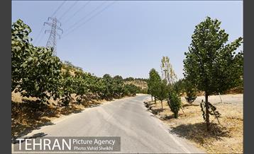 بوستان جنگلی یاس فاطمی 14