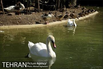 باغ پرندگان تهران 3