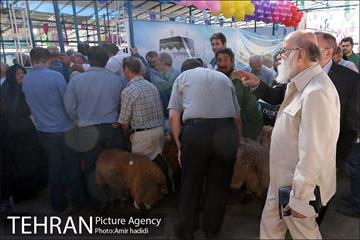 بازدید رییس شورای اسلامی شهر تهران و مدیر عامل سازمان میادین شهرداری تهران از مراکز عرضه بهداشتی دام 2