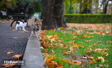 سمفونی رنگ های پاییزی - پارک ملت 6