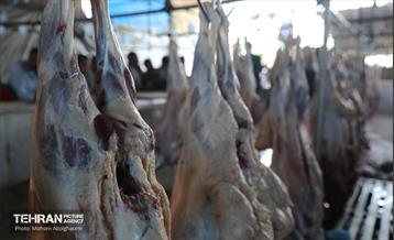 بازدید از مرکز عرضه بهداشتی دام ویژه عید قربان 20