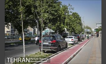 پارک خودرو‌ بین درختان چنار 7