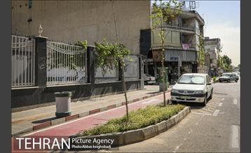 پارک خودرو‌ بین درختان چنار 6