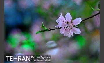 شکوفه های بهاری در پایتخت 4