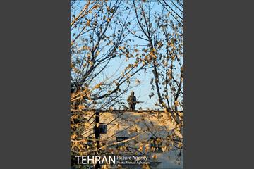 باغ موزه قصر تهران 10