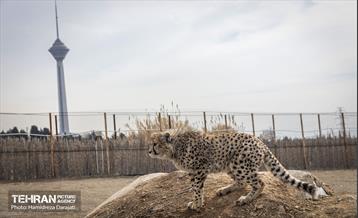 پیروز؛ پسر ایران 8