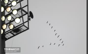 دیدار تیم های فوتبال پرسپولیس و پیکان 7