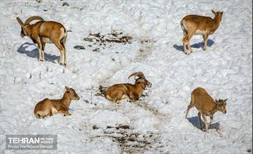حیات وحش تهران  56