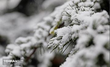 بارش نخستین برف زمستانی در تهران 13