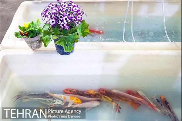 فروش ماهی قرمز در آخرین شب های سال 17