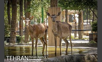 زندگی در قفس 7