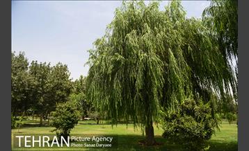 بوستان پردیس بانوان 13